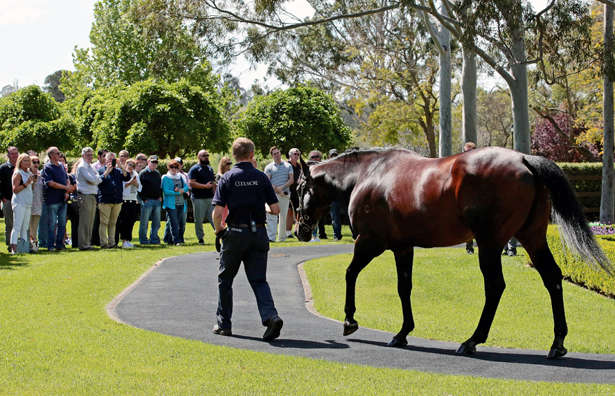 COOLMORE STUD Private Tour And Stallion Parade Rated A Huge Success